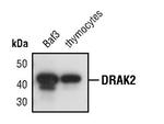 DRAK2 Antibody in Western Blot (WB)