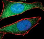 NQO1 Antibody in Immunocytochemistry (ICC/IF)