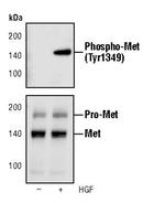 Phospho-c-Met (Tyr1349) Antibody in Western Blot (WB)