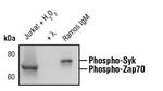 Phospho-ZAP70/Syk (Tyr319, Tyr352) Antibody in Western Blot (WB)