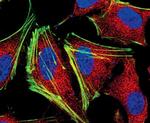 MEK1/MEK2 Antibody in Immunocytochemistry (ICC/IF)