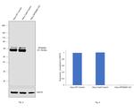 p70 S6 Kinase Antibody