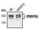 PDGFRB Antibody in Western Blot (WB)