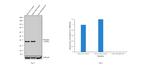 IkB alpha Antibody