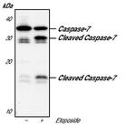 Caspase 7 Antibody in Western Blot (WB)