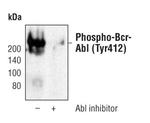 Phospho-c-Abl (Tyr412) Antibody in Western Blot (WB)