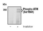 Phospho-ATM (Ser1981) Antibody in Western Blot (WB)