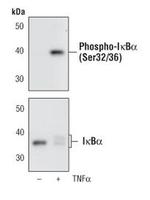 Phospho-IkB alpha (Ser32, Ser36) Antibody