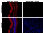 Synaptophysin Antibody