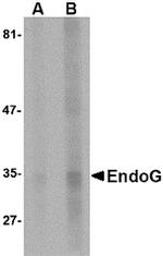 ENDOG Antibody in Western Blot (WB)