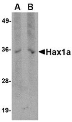 HAX1 Antibody in Western Blot (WB)