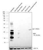 MBP Antibody in Western Blot (WB)