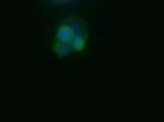 TERT Antibody in Immunocytochemistry (ICC/IF)