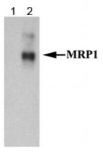 MRP1 Antibody in Western Blot (WB)