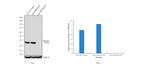 IkB alpha Antibody