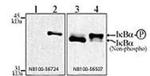 IkB alpha Antibody in Western Blot (WB)