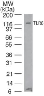 TLR8 Antibody in Western Blot (WB)