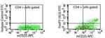 FOXP3 Antibody in Flow Cytometry (Flow)