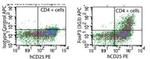 FOXP3 Antibody in Flow Cytometry (Flow)