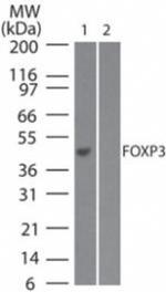 FOXP3 Antibody in Western Blot (WB)