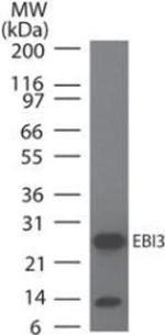 EBI3 Antibody in Western Blot (WB)