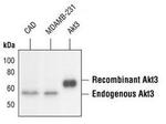 AKT3 Antibody in Western Blot (WB)