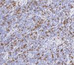 CD8 Antibody in Immunohistochemistry (Paraffin) (IHC (P))