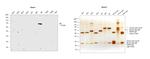 Human IgE Secondary Antibody