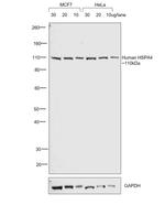 Human IgG Fc (CH2 domain) Secondary Antibody in Western Blot (WB)