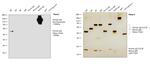 Human IgG Fc (CH2 domain) Secondary Antibody in Western Blot (WB)