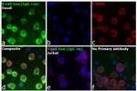 Human IgG1 Fc (CH2 domain) Secondary Antibody in Immunocytochemistry (ICC/IF)