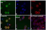 Human IgG1 Fc (CH2 domain) Secondary Antibody in Immunocytochemistry (ICC/IF)