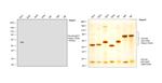 Human IgG1 Fc (CH2 domain) Secondary Antibody in Western Blot (WB)