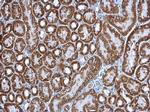 Citrate Synthase Antibody in Immunohistochemistry (Paraffin) (IHC (P))