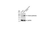 Citrate Synthase Antibody in Western Blot (WB)