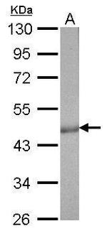 Citrate Synthase Antibody in Western Blot (WB)