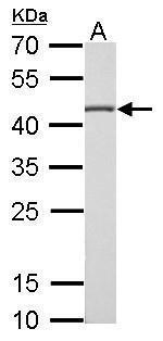 Citrate Synthase Antibody in Western Blot (WB)