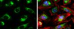 Citrate Synthase Antibody in Immunocytochemistry (ICC/IF)