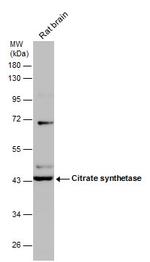 Citrate Synthase Antibody in Western Blot (WB)