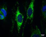 IDH2 Antibody in Immunocytochemistry (ICC/IF)