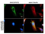 IDH2 Antibody in Immunocytochemistry (ICC/IF)