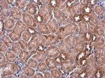 IDH2 Antibody in Immunohistochemistry (Paraffin) (IHC (P))