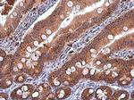 IDH2 Antibody in Immunohistochemistry (Paraffin) (IHC (P))