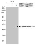 IDH2 Antibody in Western Blot (WB)