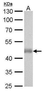 IDH2 Antibody in Western Blot (WB)