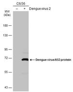 Dengue Virus Type 2 NS3 Antibody in Western Blot (WB)