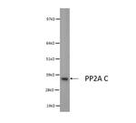 PP2A alpha Antibody in Western Blot (WB)