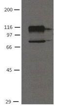 CDH11 Antibody in Western Blot (WB)