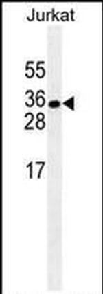 HuR Antibody in Western Blot (WB)