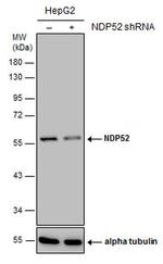 CALCOCO2 Antibody